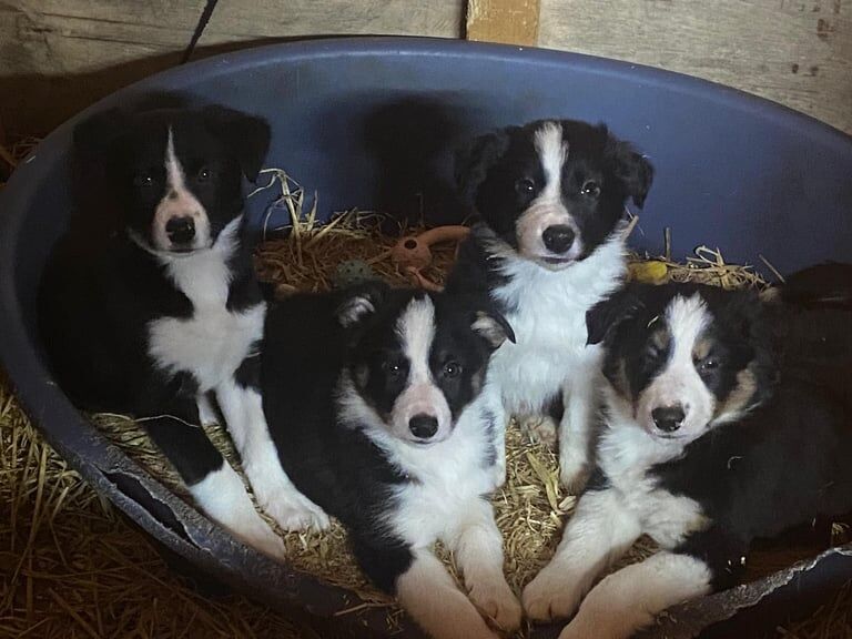 4 male Collie puppies for sale in Aberdeenshire