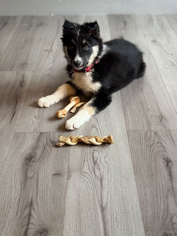 4 month old male border collie for sale in Aberdeen, City of Aberdeen