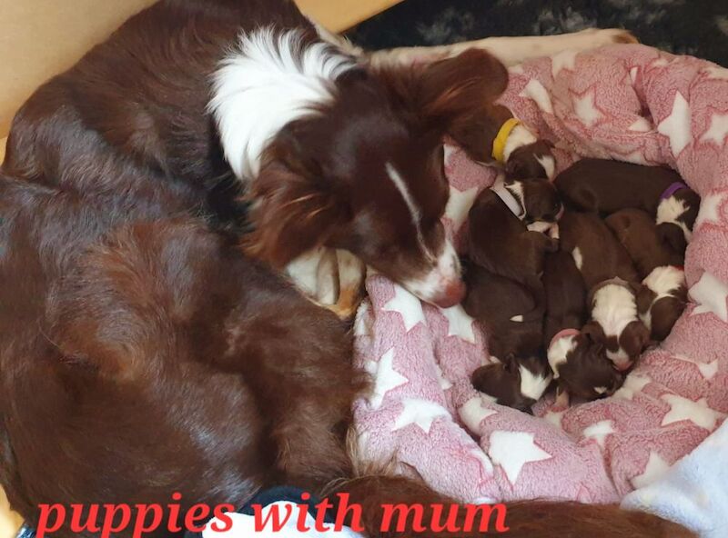 4 tri colour border collie puppies k.c registered for sale in Howden, East Riding of Yorkshire