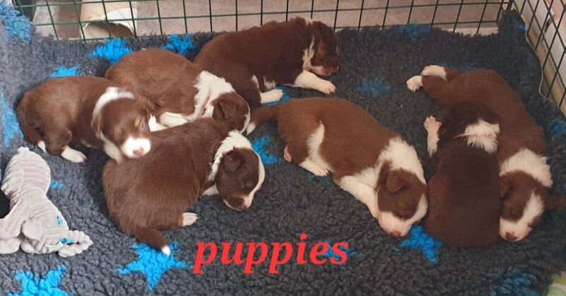 4 tri colour border collie puppies k.c registered for sale in Howden, East Riding of Yorkshire - Image 2