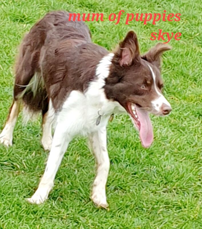 4 tri colour border collie puppies k.c registered for sale in Howden, East Riding of Yorkshire - Image 3