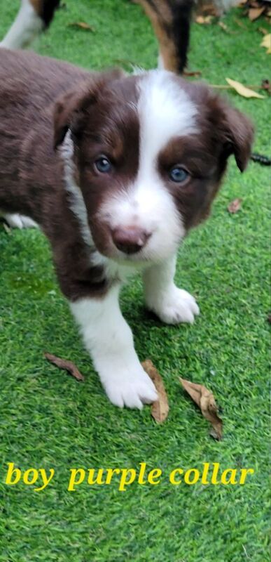 4 tri colour border collie puppies k.c registered for sale in Howden, East Riding of Yorkshire - Image 4