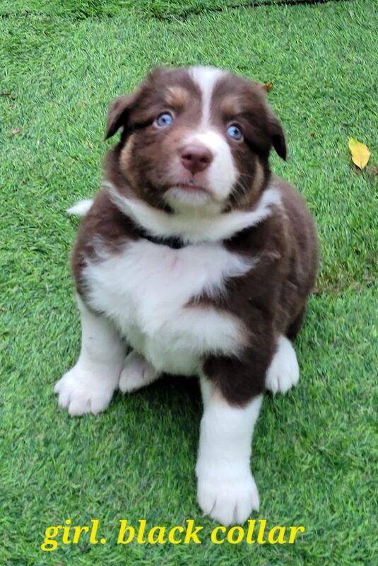 4 tri colour border collie puppies k.c registered for sale in Howden, East Riding of Yorkshire - Image 5