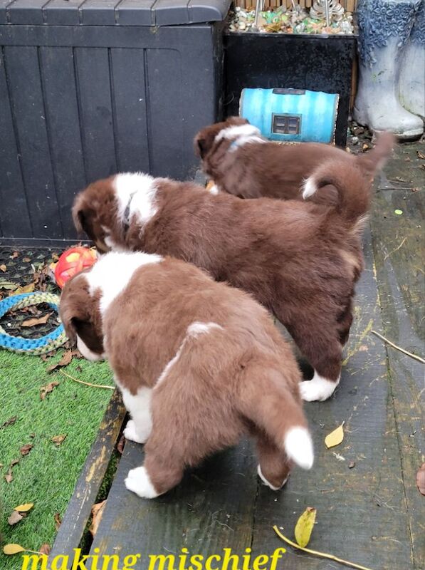 4 tri colour border collie puppies k.c registered for sale in Howden, East Riding of Yorkshire - Image 6