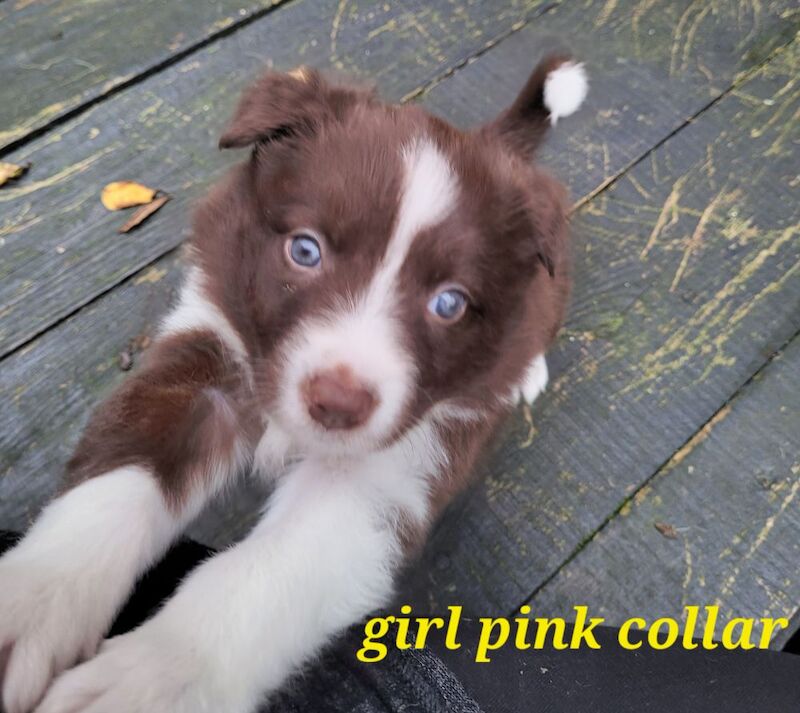 4 tri colour border collie puppies k.c registered for sale in Howden, East Riding of Yorkshire - Image 7