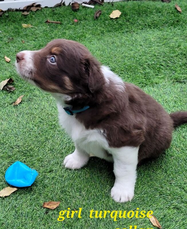 4 tri colour border collie puppies k.c registered for sale in Howden, East Riding of Yorkshire - Image 8