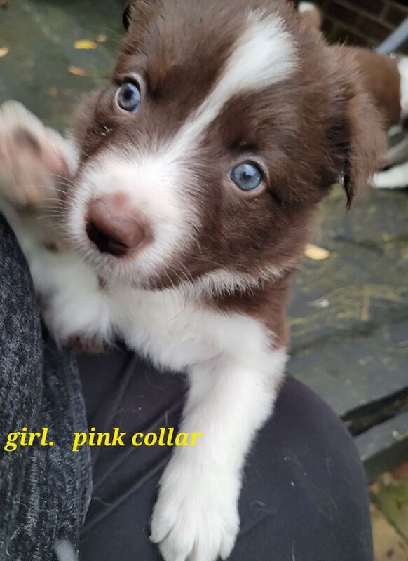 4 tri colour border collie puppies k.c registered for sale in Howden, East Riding of Yorkshire - Image 9