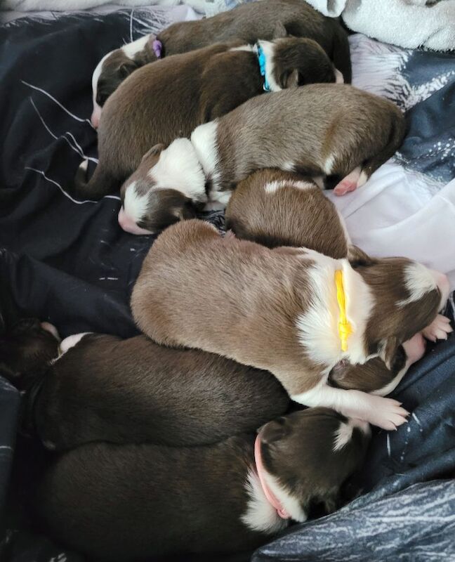 4 tri colour border collie puppies k.c registered for sale in Howden, East Riding of Yorkshire - Image 10