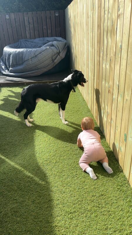 4 year old border collie for adoption for sale in Wallsend, Tyne and Wear