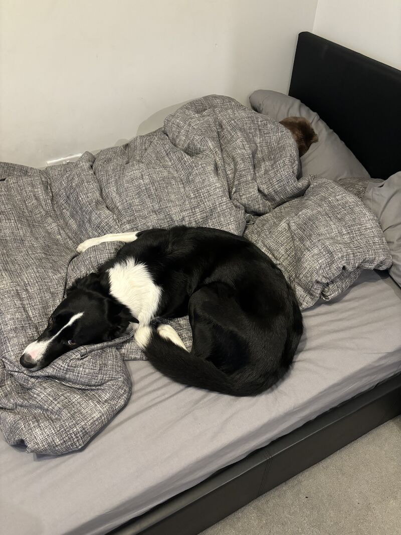 4 year old border collie for adoption for sale in Wallsend, Tyne and Wear - Image 2