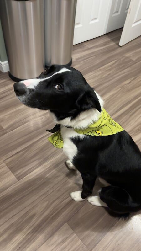 4 year old border collie for adoption for sale in Wallsend, Tyne and Wear - Image 3