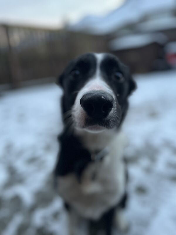 4 year old border collie for adoption for sale in Wallsend, Tyne and Wear - Image 4