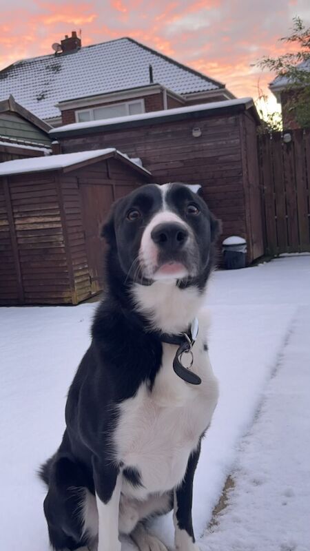 4 year old border collie for adoption for sale in Wallsend, Tyne and Wear - Image 5