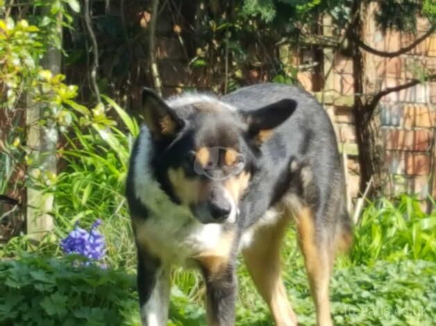 4 year old tri coloured border collie for sale in Mansfield, Nottinghamshire - Image 2