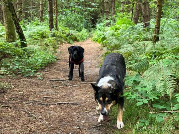 4 year old tri coloured border collie for sale in Mansfield, Nottinghamshire - Image 3