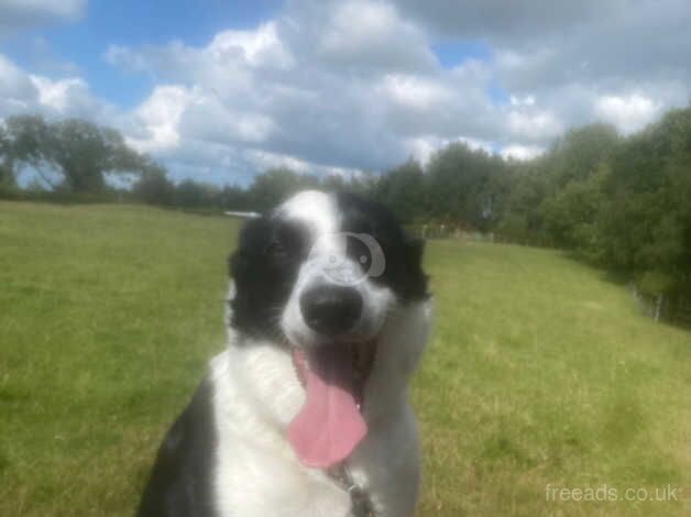 4yr old border Collie for sale in Leyland, Lancashire