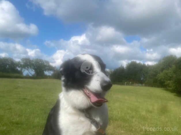 4yr old border Collie for sale in Leyland, Lancashire - Image 2