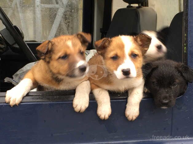 5 border collie puppies for sale in Denbigh/Dinbych, Denbighshire