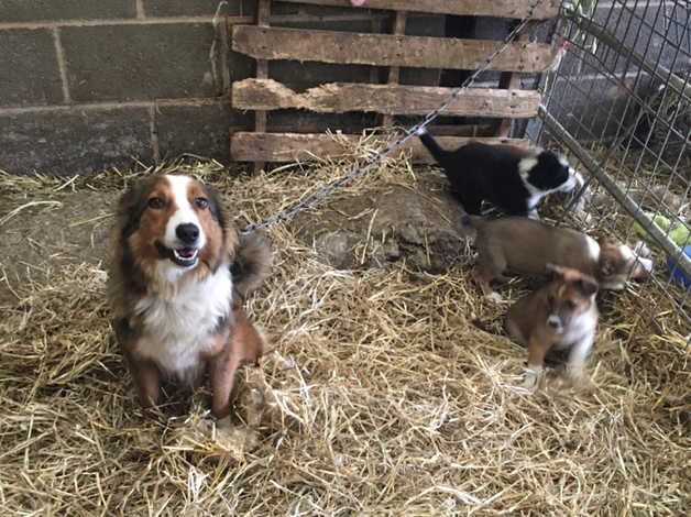 5 border collie puppies for sale in Denbigh/Dinbych, Denbighshire - Image 2