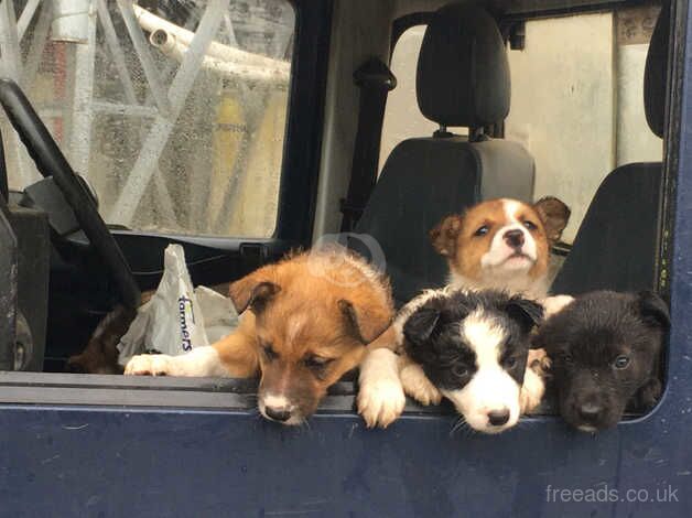 5 border collie puppies for sale in Denbigh/Dinbych, Denbighshire - Image 3