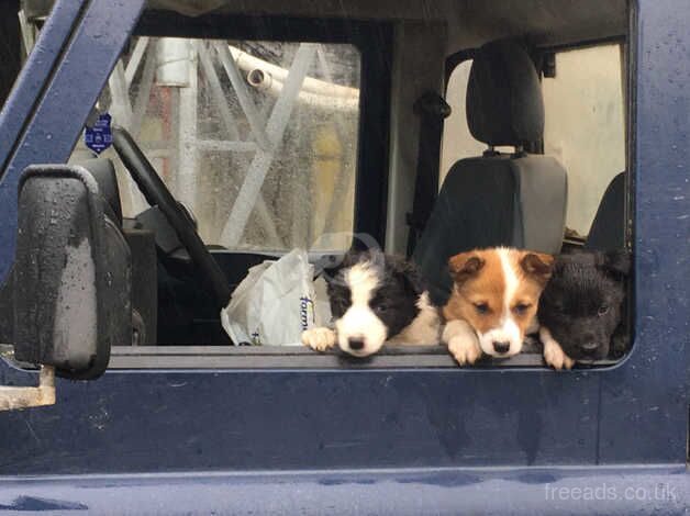 5 border collie puppies for sale in Denbigh/Dinbych, Denbighshire - Image 4