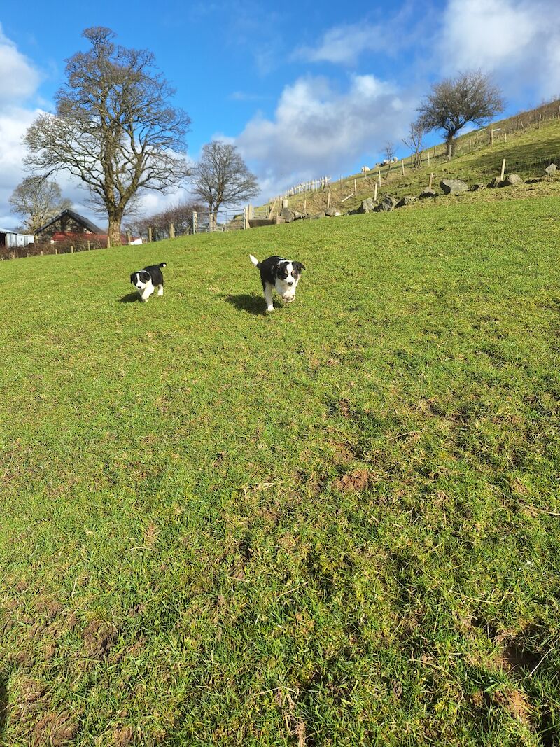 5* bright collie puppies for sale in Bala/Y Bala, Gwynedd