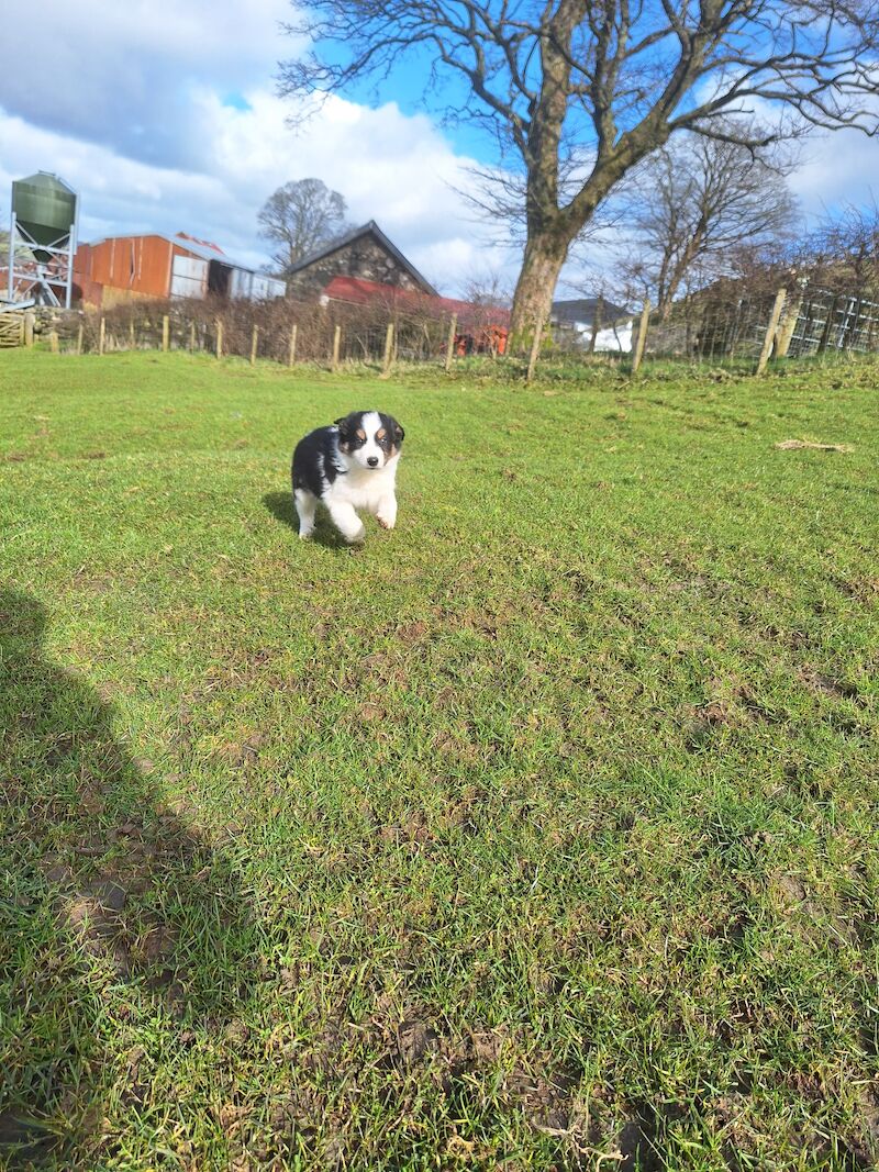 5* bright collie puppies for sale in Bala/Y Bala, Gwynedd - Image 2