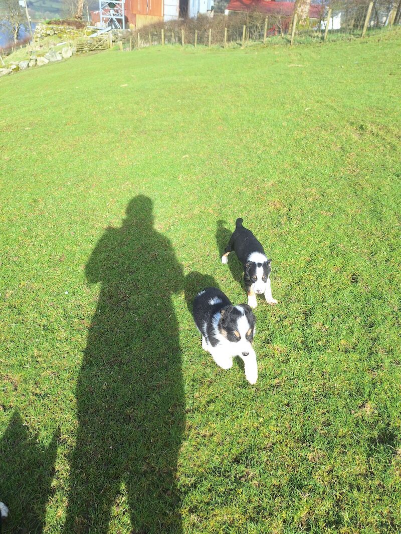 5* bright collie puppies for sale in Bala/Y Bala, Gwynedd - Image 3