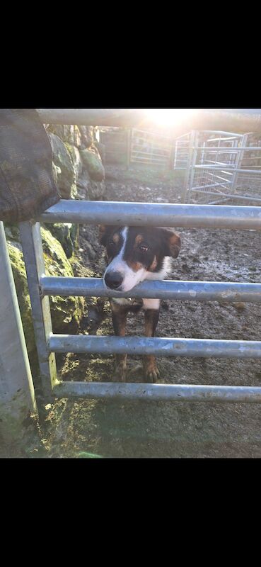 5* bright collie puppies for sale in Bala/Y Bala, Gwynedd - Image 6