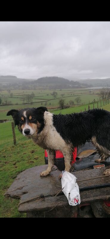 5* bright collie puppies for sale in Bala/Y Bala, Gwynedd - Image 9