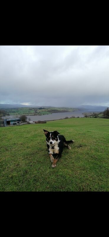 5* bright collie puppies for sale in Bala/Y Bala, Gwynedd - Image 10