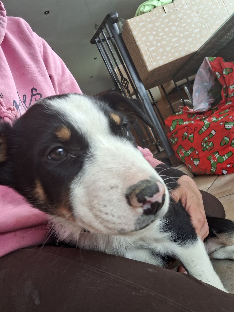 5* bright collie puppies for sale in Bala/Y Bala, Gwynedd - Image 11