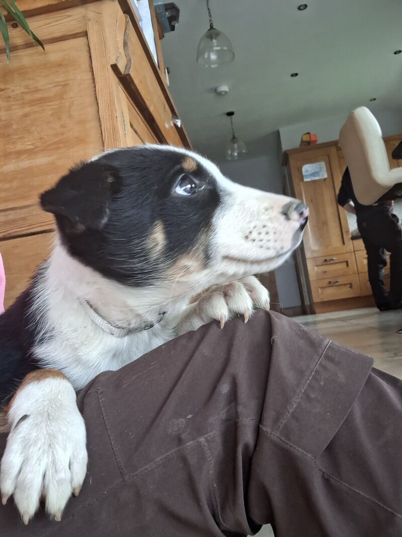 5* bright collie puppies for sale in Bala/Y Bala, Gwynedd - Image 12