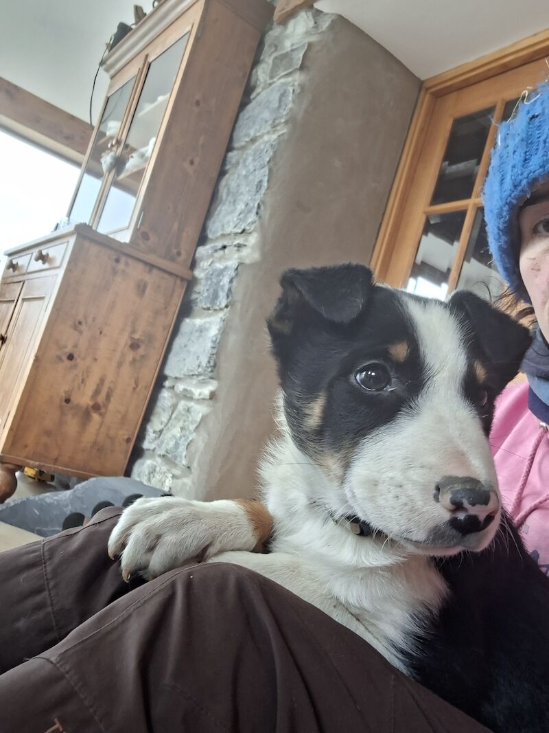 5* bright collie puppies for sale in Bala/Y Bala, Gwynedd - Image 13