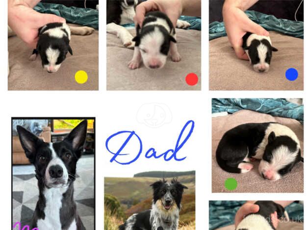 5x Beautiful Border Collie Puppies for sale in Pontypridd, Rhondda Cynon Taf