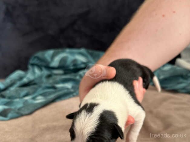 5x Beautiful Border Collie Puppies for sale in Pontypridd, Rhondda Cynon Taf - Image 2