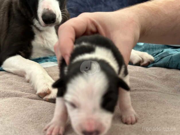 5x Beautiful Border Collie Puppies for sale in Pontypridd, Rhondda Cynon Taf - Image 4