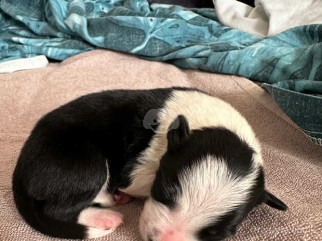 5x Beautiful Border Collie Puppies for sale in Pontypridd, Rhondda Cynon Taf - Image 5