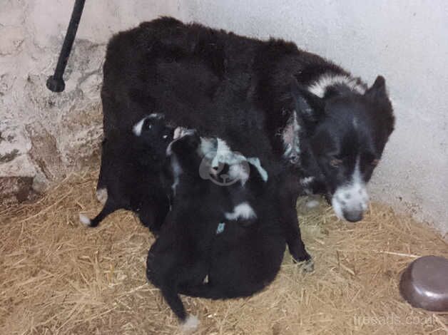 6 beautiful collie boy puppies for sale in Helston, Cornwall