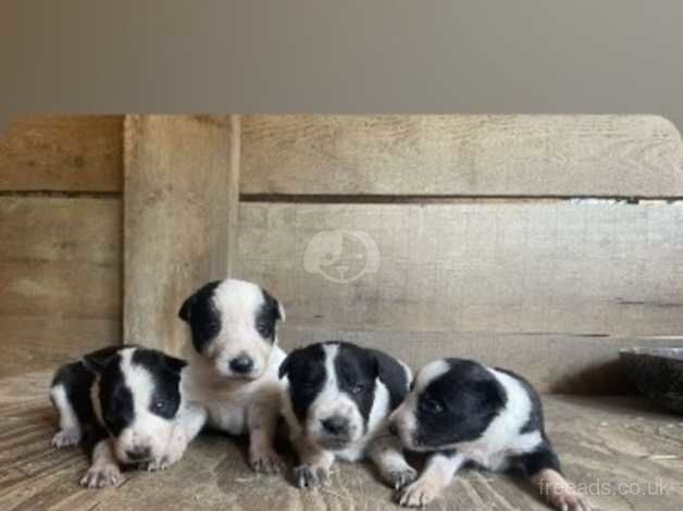 6 Beautiful collie pups for sale in Llanfyllin, Powys