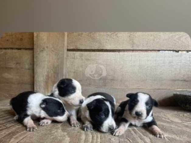 6 Beautiful collie pups for sale in Llanfyllin, Powys - Image 2