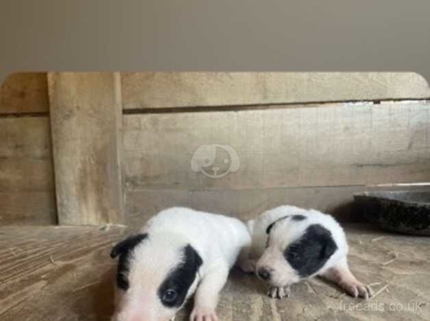 6 Beautiful collie pups for sale in Llanfyllin, Powys - Image 3