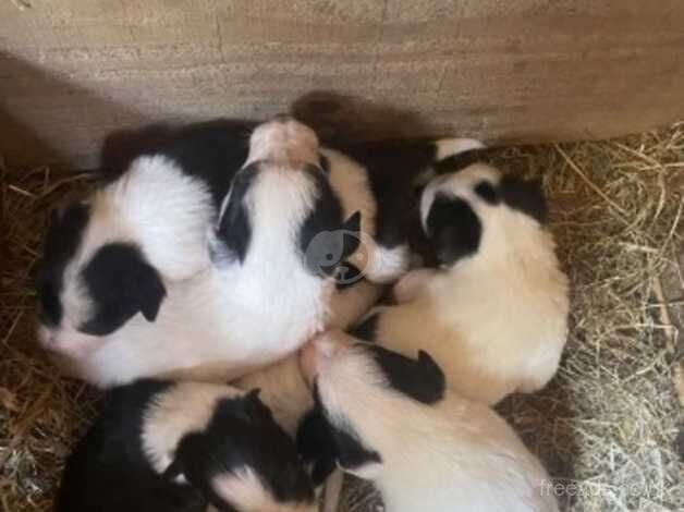 6 Beautiful collie pups for sale in Llanfyllin, Powys - Image 4