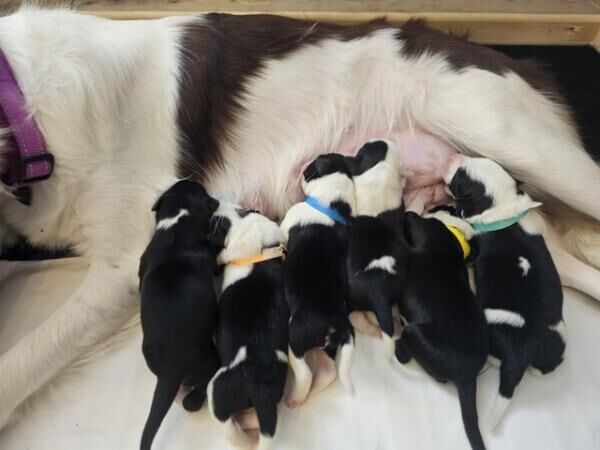 6 Border collie puppies ready to leave 7th July for sale in Broadstairs, Kent - Image 1