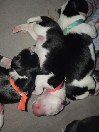 6 Border collie puppies ready to leave 7th July for sale in Broadstairs, Kent - Image 2