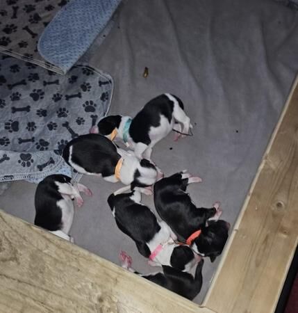 6 Border collie puppies ready to leave 7th July for sale in Broadstairs, Kent - Image 4