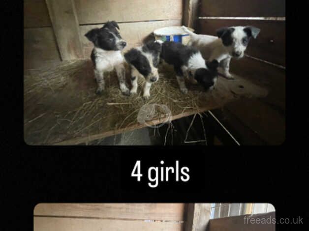 6 lovely mixed border collie pups for sale in Llanfyllin, Powys