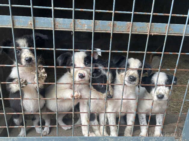 6 lovely mixed border collie pups for sale in Llanfyllin, Powys - Image 3