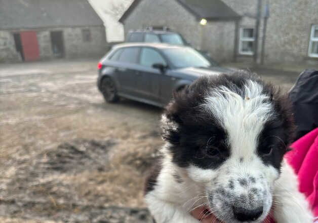 6 male working pups for sale in Newry, Newry and Mourne