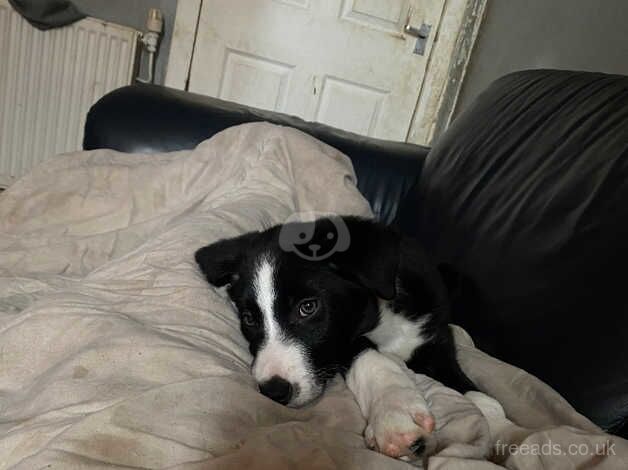 6 month old border collie puppy for sale